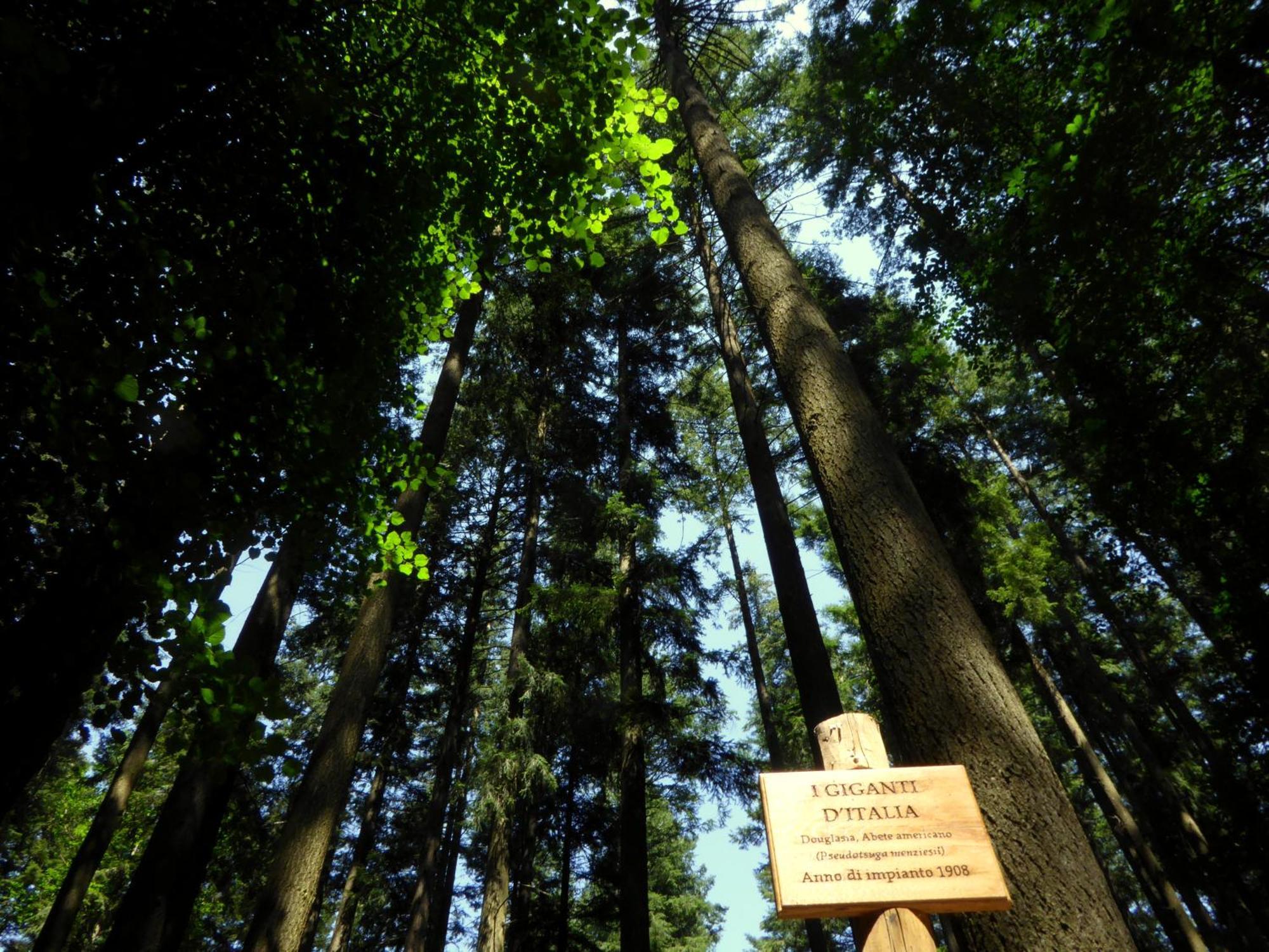 Rifugio La Foresta 3*